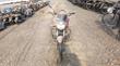 هوندا  - دراجة 2014<br> AED 100
